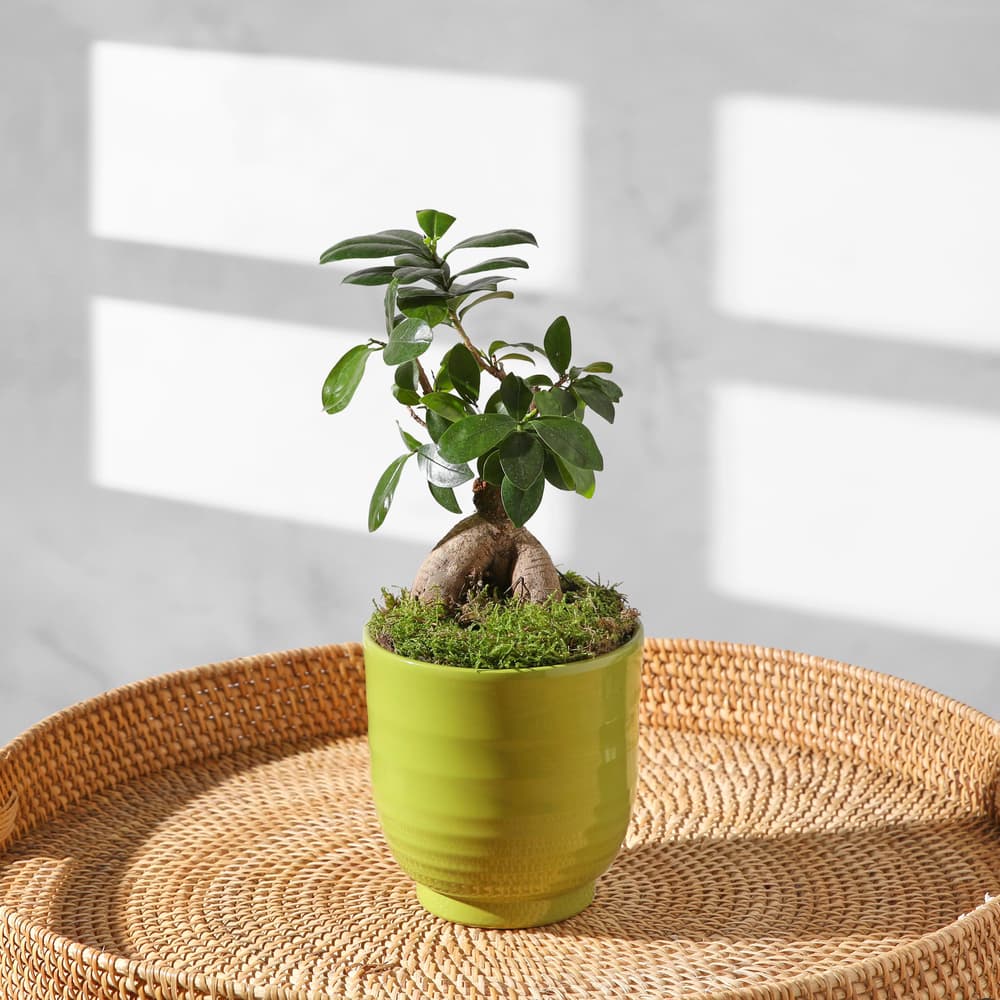 Der Ginseng-Bonsai | Pflanzen | Bloom & Wild