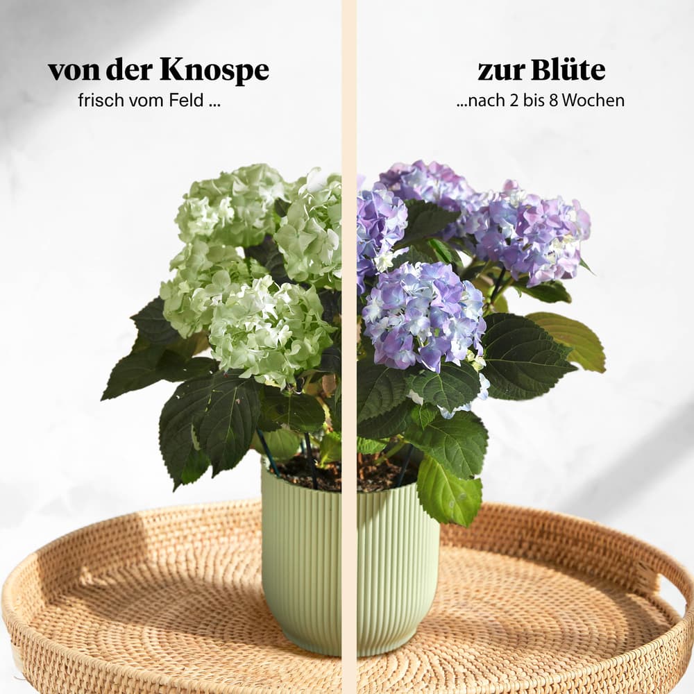 Die blaue Hortensie | Pflanzen | Bloom & Wild
