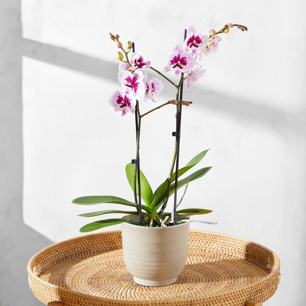 Die pinke Orchidee | Pflanzen | Bloom & Wild