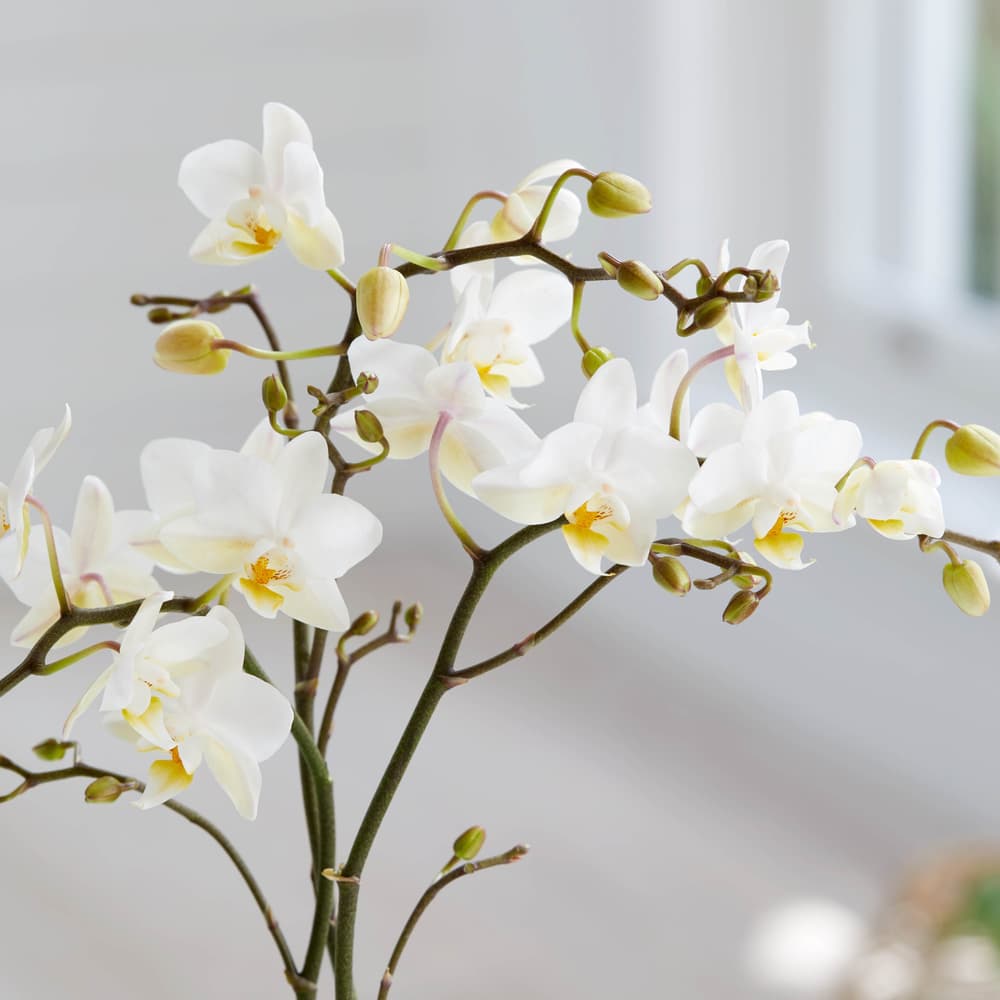 Die weie Orchidee