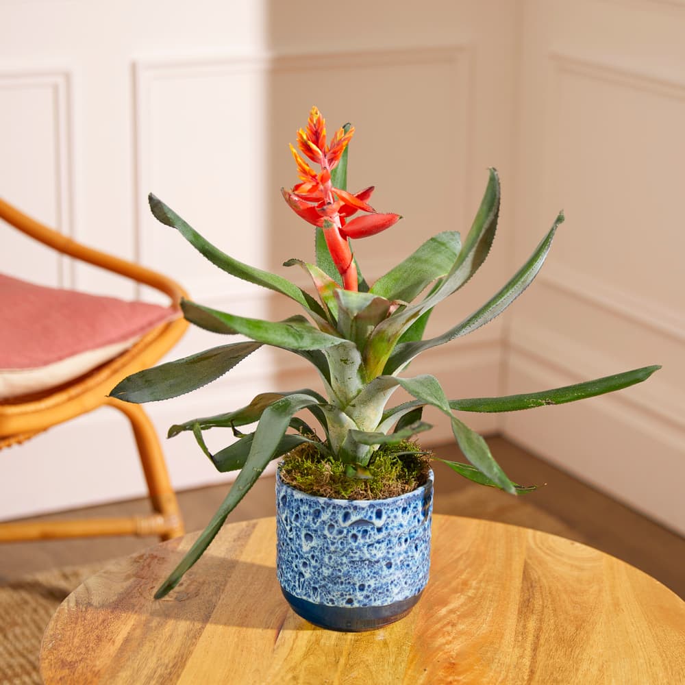 Feurige Lanzenrosette (Aechmea) | Pflanzen | Bloom & Wild