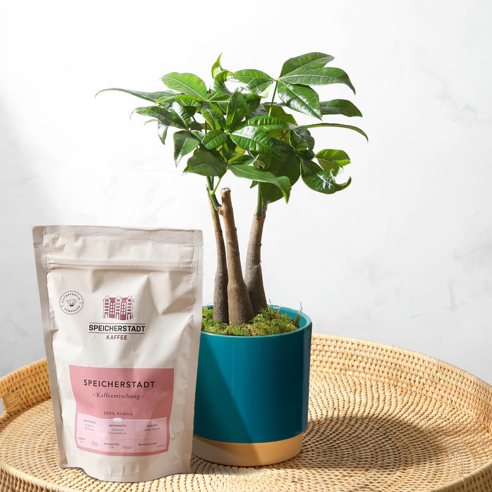 Die Glckskastanie & Frisch Gersteter Kaffee | Geschenkset | Bloom & Wild