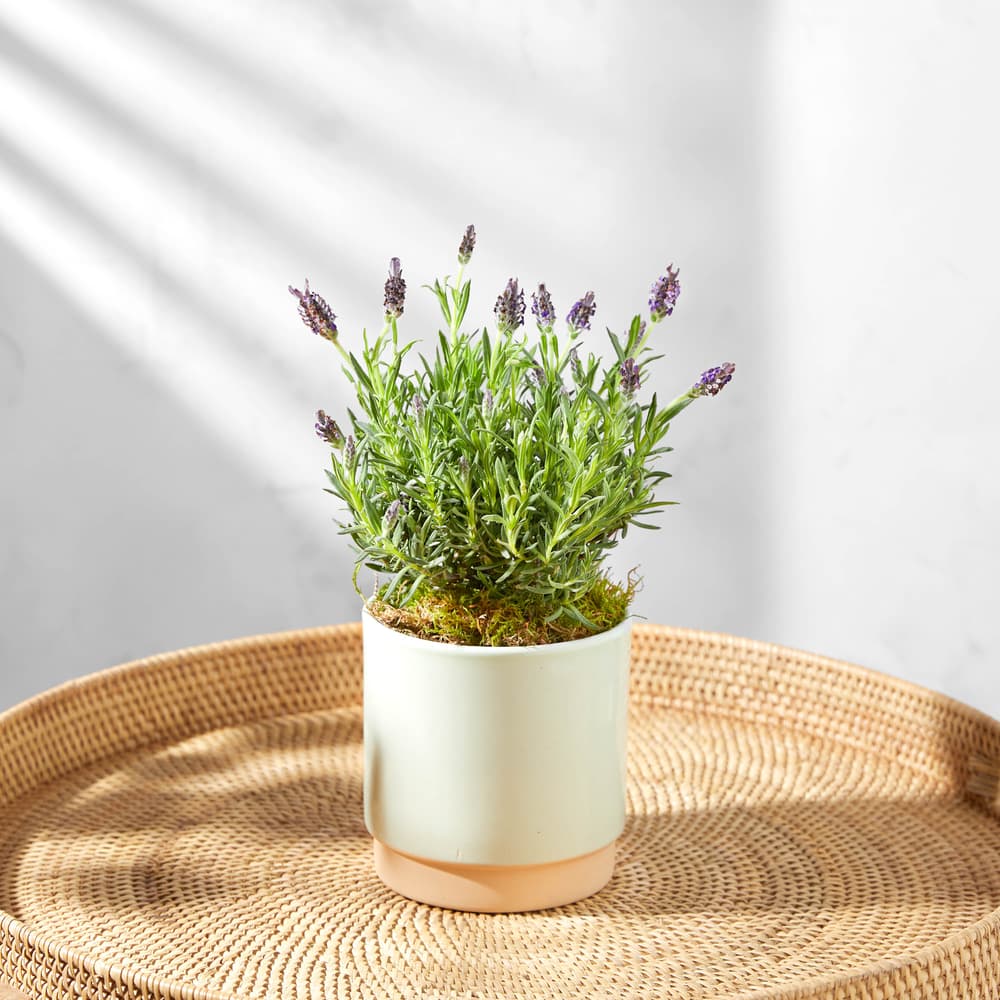 Der Lavendel | Pflanzen | Bloom & Wild