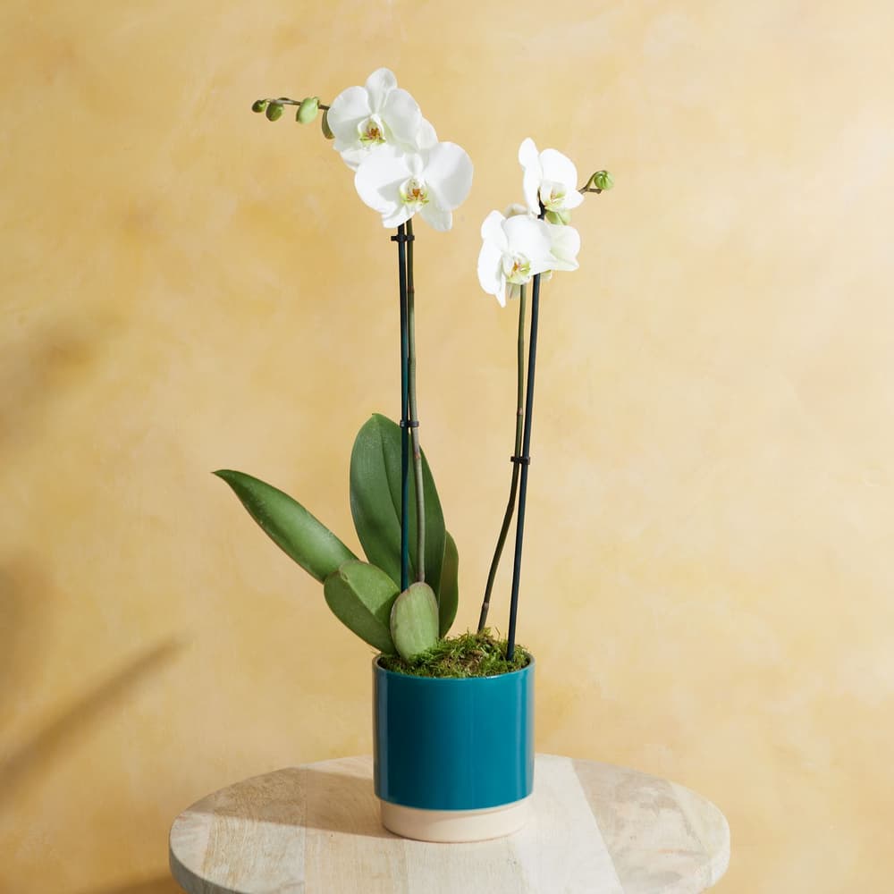 Die weie Orchidee | Pflanzen | Bloom & Wild