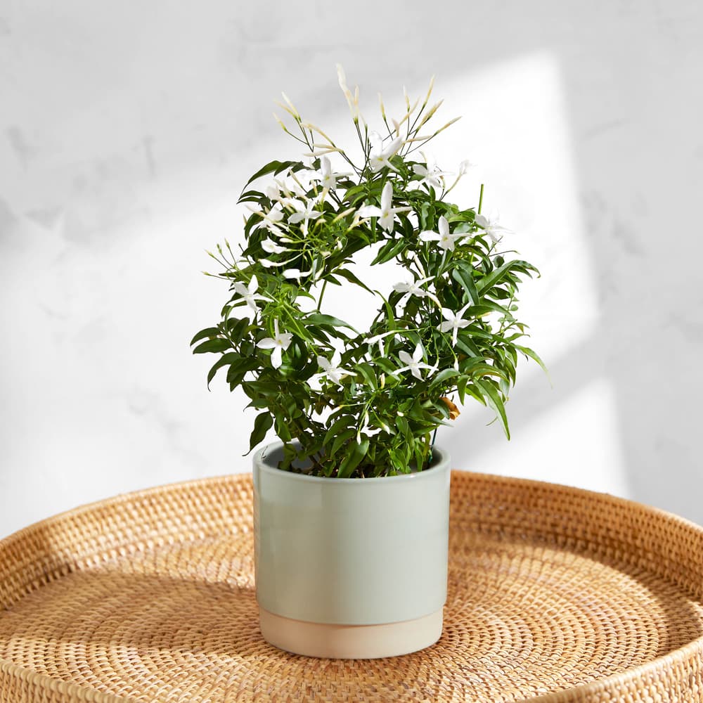 Der Jasmin-Bogen | Pflanzen | Bloom & Wild