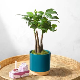 Geschenkset