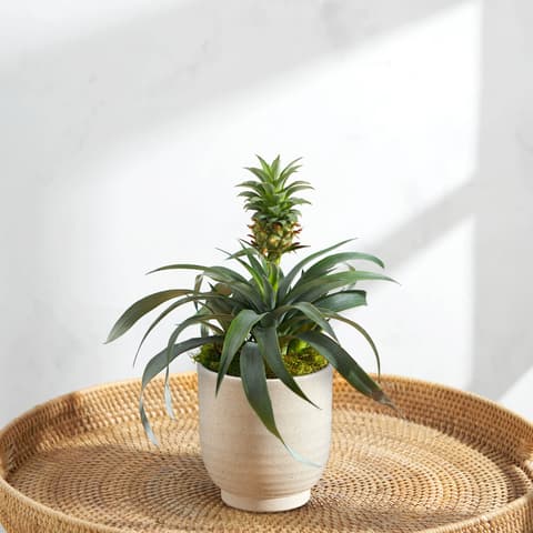 Pflanzen online bestellen | Bloom & Wild