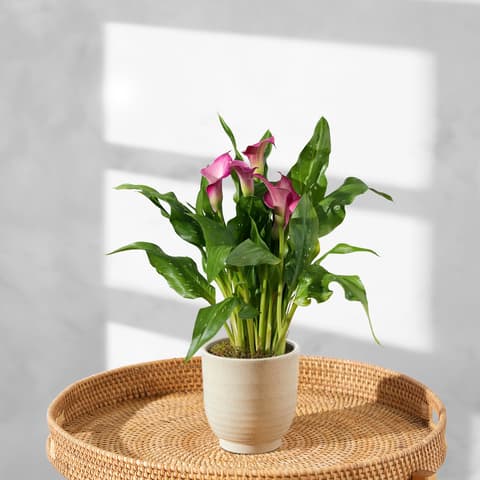 Pflanzen online bestellen | Bloom & Wild