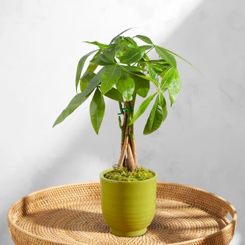 saatgut samenfest alte sorten Bio-Gartengemüse Samen-Set kaufen main image 0