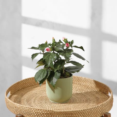 Pflanzen online bestellen | Bloom & Wild