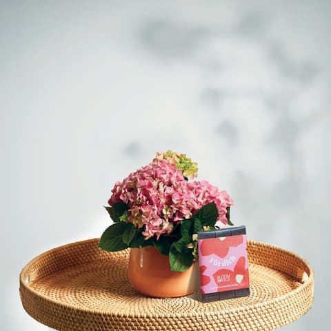 Pflanzen online bestellen | Bloom & Wild