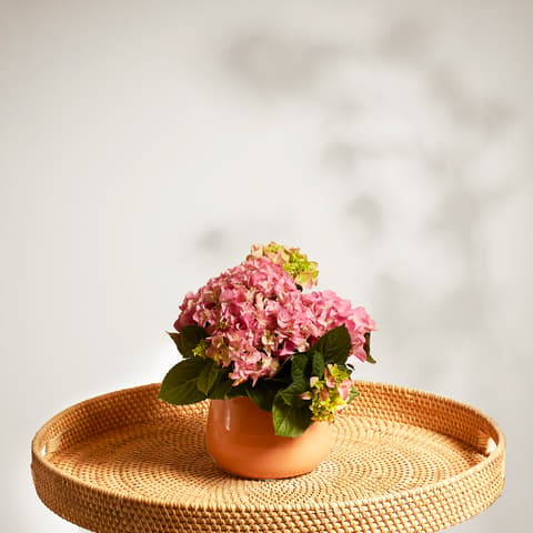 Pflanzen online bestellen | Bloom & Wild